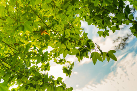 Green maple leaf with bright sky background. Nature green leaf backgroundの写真素材