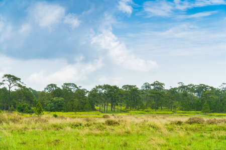 Green grasses field with pine forest and blue sky backgroundの写真素材