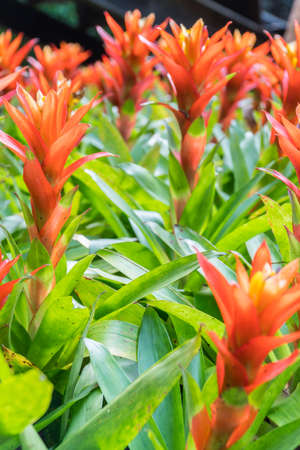 Red Bromeliad flower with green leaf background. Nature colorful flower background in garden at Thailandの写真素材
