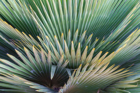 Abstract green palm leaf background in garden. Natural outdoor tree backgroundの写真素材