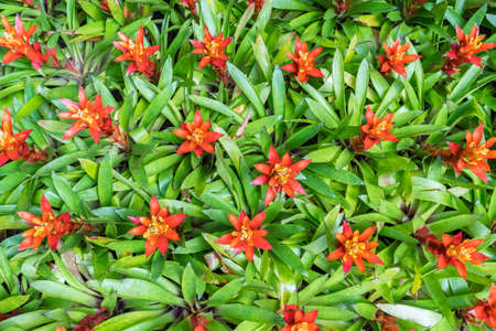 Red Bromeliad flower with green leaf background. Nature colorful flower background in garden at...