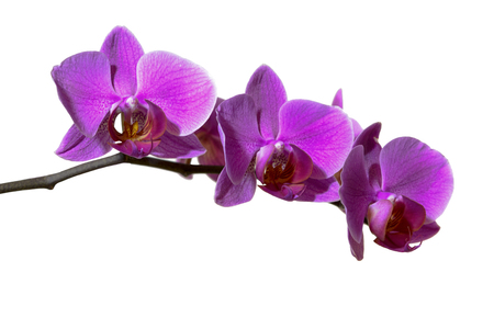 Purple orchid on a branch isolated on white background grown at homeの写真素材