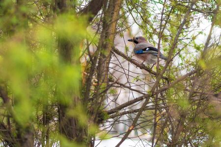 Jay bird in winter sits among the branches of green treesの写真素材