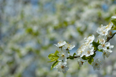 In the apple tree branch blooming flowers.の写真素材