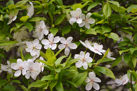 Beautiful apple tree branch.の写真素材