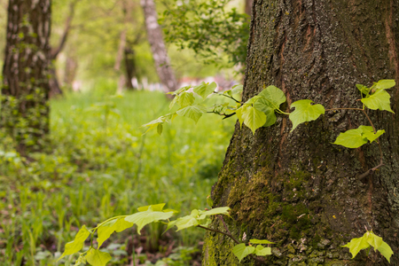 Linden tree trunk in the park. Background.の写真素材
