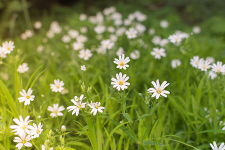 Green grass and chamomiles in the natureの写真素材