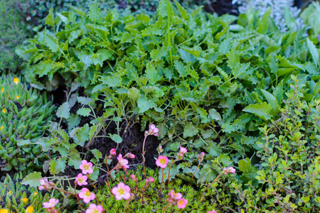 Flowers on bazaar garden flowers, marketの写真素材