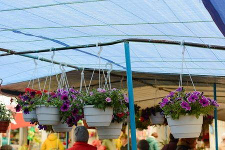 Sulfinias and petunias in hanging baskets on the market outdoors.の写真素材