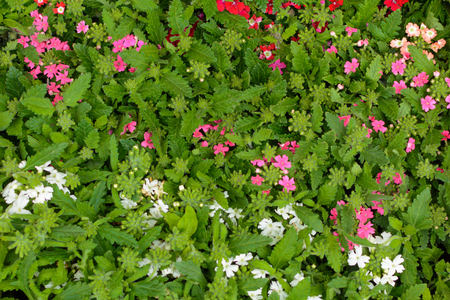 Seedlings verbena flower market in the box stacked together. Background.の写真素材