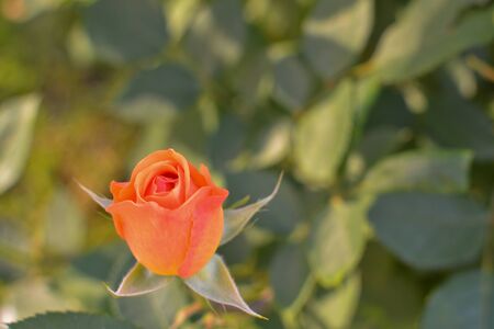 Young not torn bud of a scarlet rose in the sunlightの写真素材