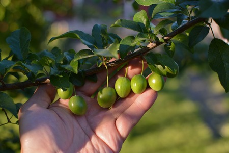 Unripe plums on a branch with green leaves in handの写真素材