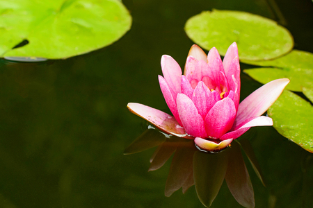 Red and white lily with three green leavesの写真素材
