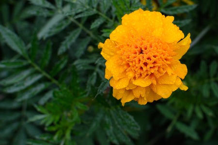 Flower Tagetes. Green leaves in the background .の写真素材