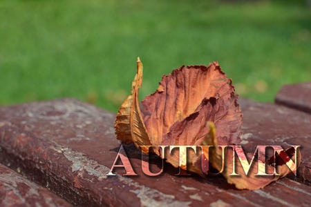 Yellow leaves of chestnut on a bench with lumpy paint with a small depth of field. Inscription autumnの写真素材
