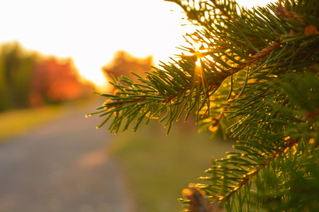 The sun breaks through the branch at sunsetの写真素材