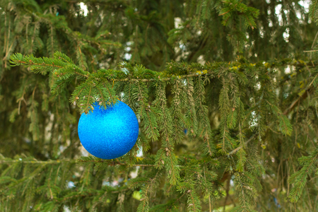 Blue Christmas ball with christmas tree branch on green background.の写真素材