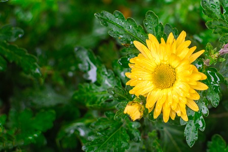 Flower of a yellow daisies with drops of rain on the background of a green leaf.の写真素材