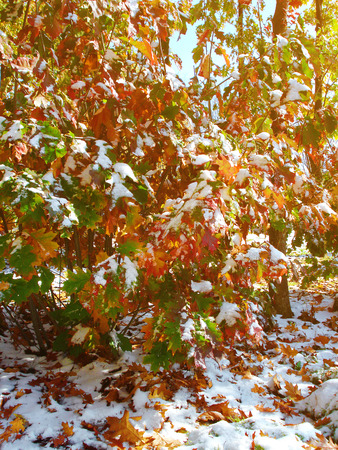 Autumn bush with yellow and red leaves in the snow with the light of the sunの写真素材