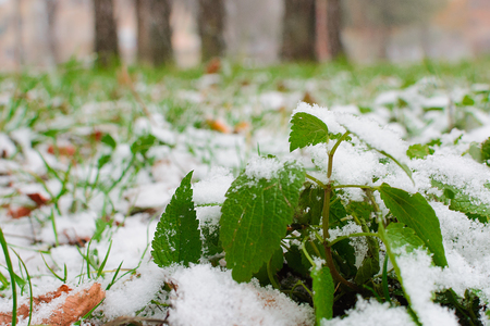 Green grass, branches and stems under the first snow. Details of autumn nature. The first snow in the park. Plants covered with the first snow.の写真素材