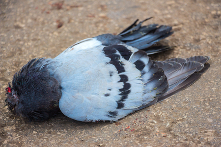 Dead pigeon on the road. Dead pigeon lying on the asphalt roadの写真素材