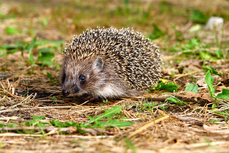 Hedgehog in grass and looking at the camera 2の写真素材