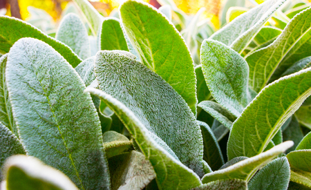 Herb Lambs ear. A beautiful perennial herbaceous plant with velvet leaves.