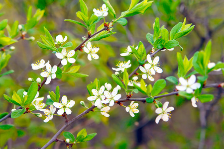 Cherry branches with flowers and green leaves. Selective focus 3
