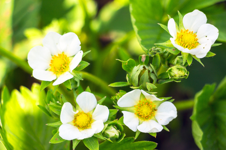 Strawberry flowers in the spring garden. Soft focusの写真素材