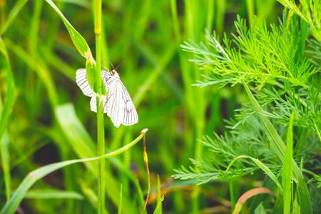 A white butterfly with striped wings sits on the stalk of a meadow plant