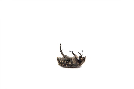 Dead insect on back isolated on white background