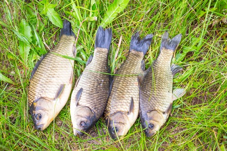 A few small crucian on a green grass. Fishing for crucian carp. Carassiusの写真素材
