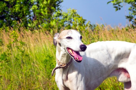 English greyhound standing in the grass on a green meadowの写真素材