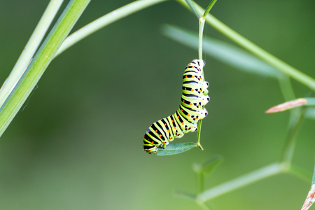 Swallowtail caterpillar eating the leaf of cow parsnipの写真素材