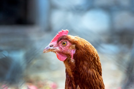 Portrait of a domestic chicken of motley colorの写真素材