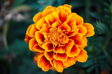 Flower marigold on a dark natural backgroundの写真素材