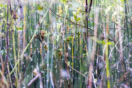 Horsetail thicket in the woods. Selective focusの写真素材