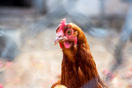 Portrait of a domestic chicken of motley colorの写真素材