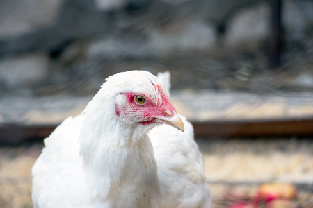 Portrait of a young white chicken on a natural backgroundの写真素材