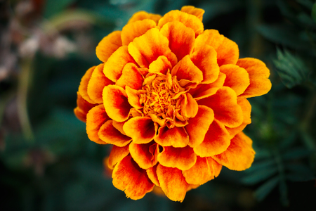 Flower marigold on a dark natural backgroundの写真素材