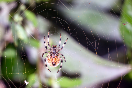 Big Spider sits on the web waiting for preyの写真素材