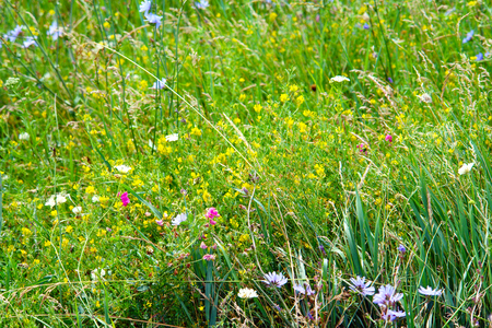 Lush grass and flowers on a summer meadowの写真素材