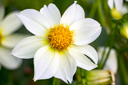 Beautiful white dahlia flower. Dahlia in the gardenの写真素材