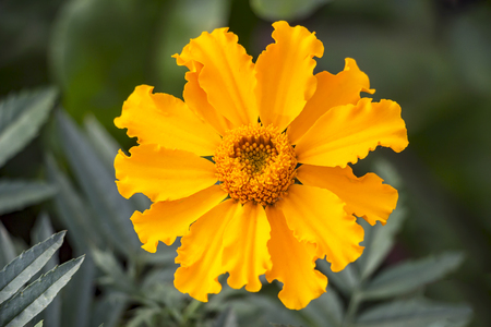 Flower marigold orange on a natural backgroundの写真素材