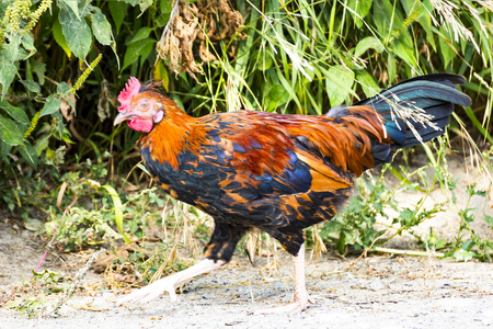 Portrait of a domestic chicken of motley colorの写真素材