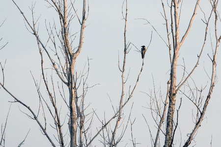 Crow sitting on the branches of the dry tree on sky backgroundの写真素材