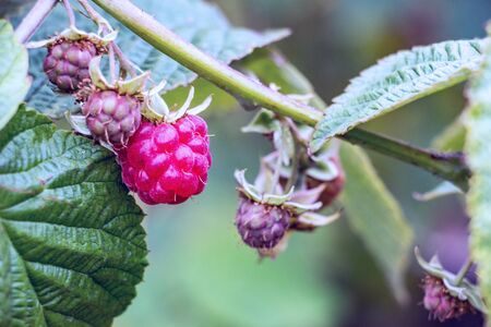 Red ripe raspberries in the garden on a branch