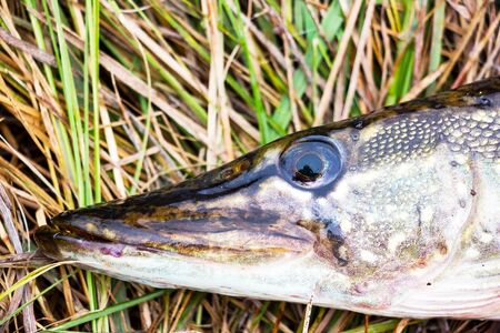 The head of the pike closeup on natural backgroundの写真素材