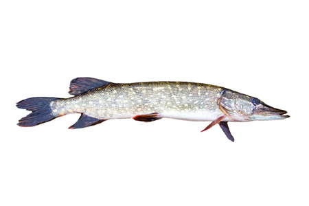 European pike isolated on white background. Esox luciusの写真素材