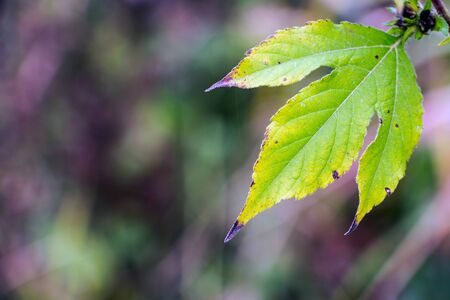 A withered green autumn leaf on a natural background